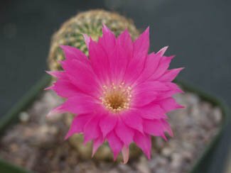 Lovibia winteriana
