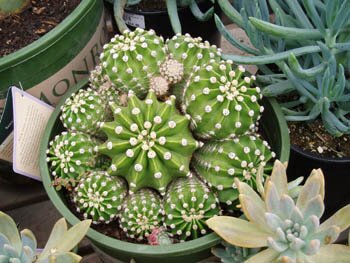 Echinopsis sp.