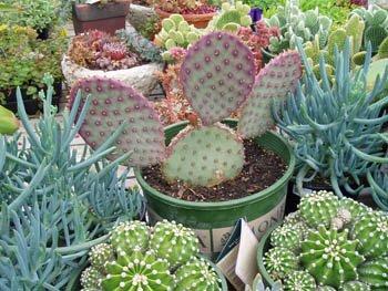 hardy Opuntia