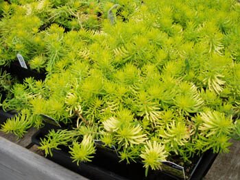 Seadun 'Angelina'